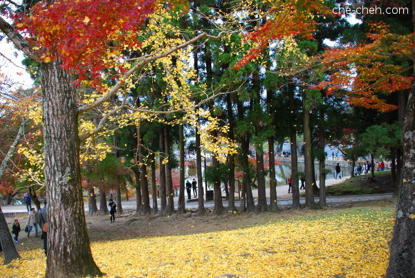 Wind Blowing The Fall Ginkgo Leaves @ Nara